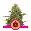 Northern Light - ROYAL QUEEN SEEDS