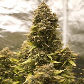 Afghan Kush | TanieSianie.pl