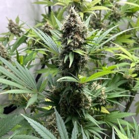 Afghan Kush Auto | TanieSianie.pl