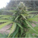 Amnesia Lemon Auto | TanieSianie.pl
