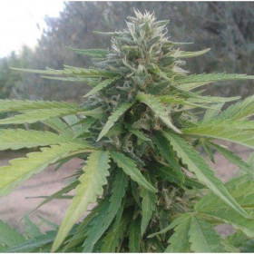 Amnesia Lemon Auto | TanieSianie.pl