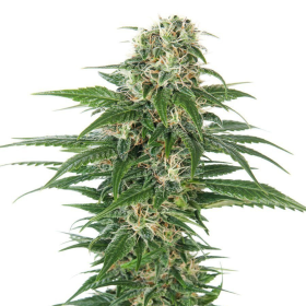 Hindu Kush Auto | TanieSianie.pl