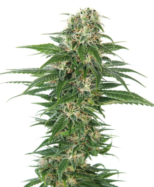 Hindu Kush Auto | TanieSianie.pl