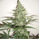 Super Lemon Haze Auto | TanieSianie.pl