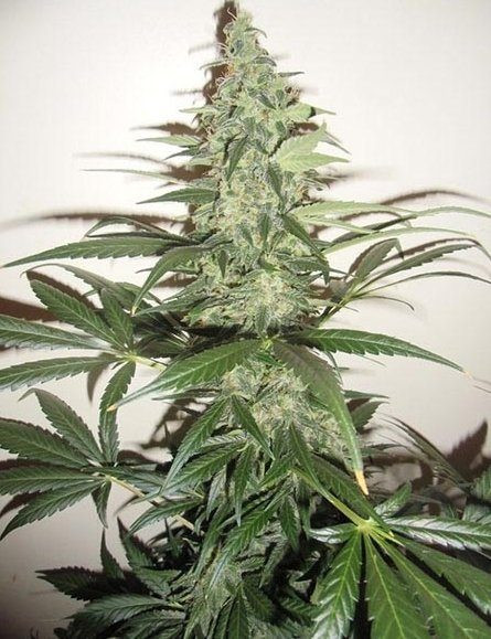 Super Lemon Haze Auto | TanieSianie.pl
