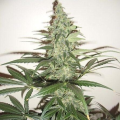 Super Lemon Haze Auto