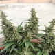 Super Lemon Haze Auto | TanieSianie.pl