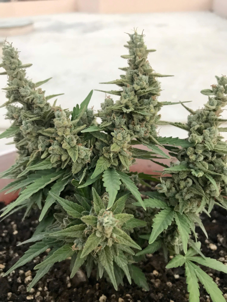 Super Lemon Haze Auto | TanieSianie.pl