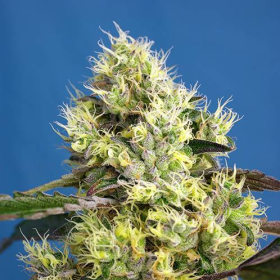 Sweet Gelato Auto - SWEET SEEDS | TanieSianie.pl