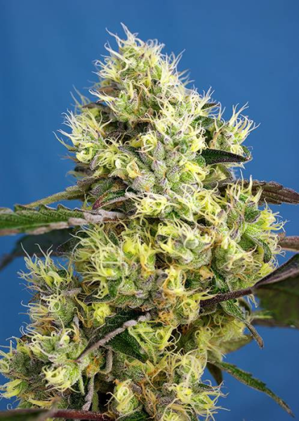 Sweet Gelato Auto - SWEET SEEDS | TanieSianie.pl
