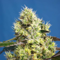Sweet Gelato Auto - SWEET SEEDS