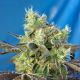 Do Sweet Dos - SWEET SEEDS | TanieSianie.pl