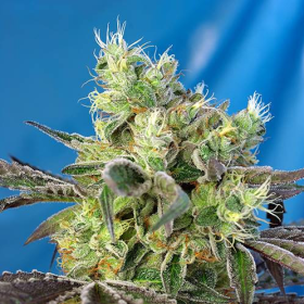 Do Sweet Dos - SWEET SEEDS | TanieSianie.pl