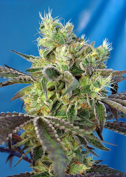 Do Sweet Dos - SWEET SEEDS | TanieSianie.pl