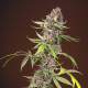 Red Mandarine F1 Fast Version - SWEET SEEDS | TanieSianie.pl