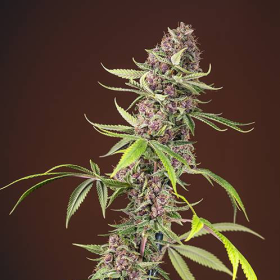 Red Mandarine F1 Fast Version - SWEET SEEDS | TanieSianie.pl