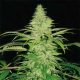 Northern Light - ROYAL QUEEN SEEDS | TanieSianie.pl