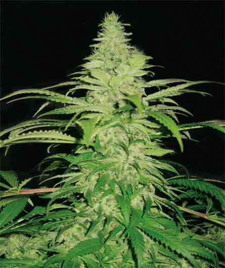 Northern Light - ROYAL QUEEN SEEDS | TanieSianie.pl