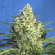 Jack 47 XL Auto - SWEET SEEDS | TanieSianie.pl