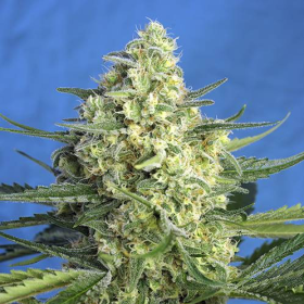 Jack 47 XL Auto - SWEET SEEDS | TanieSianie.pl