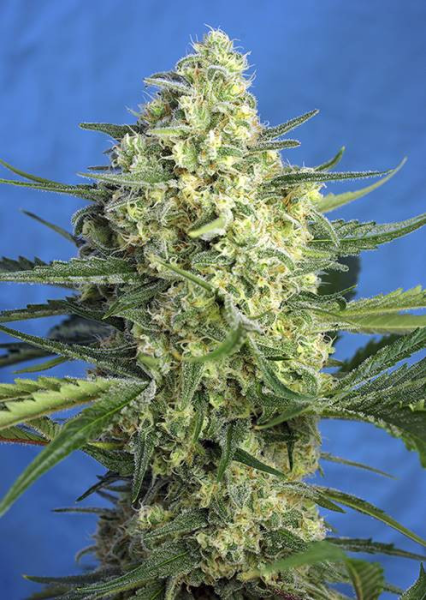 Jack 47 XL Auto - SWEET SEEDS | TanieSianie.pl