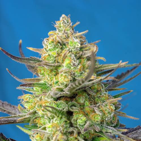 Sweet Cheese XL Auto - SWEET SEEDS | TanieSianie.pl