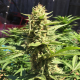 Pineapple Chunk | TanieSianie.pl