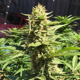 Pineapple Chunk | TanieSianie.pl