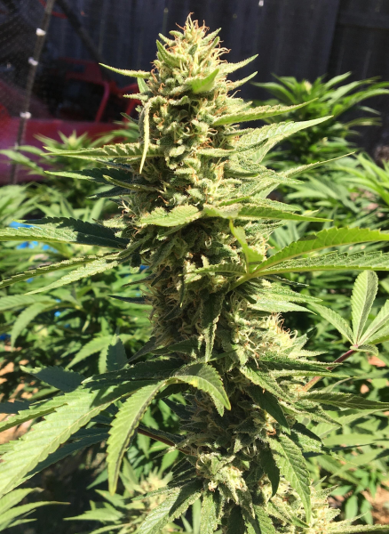Pineapple Chunk | TanieSianie.pl