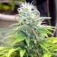Skunk #99 | TanieSianie.pl