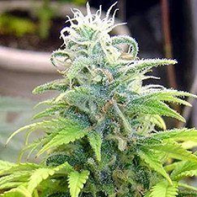 Skunk #99 | TanieSianie.pl