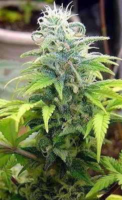 Skunk #99 | TanieSianie.pl