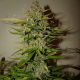 Green Crack | TanieSianie.pl