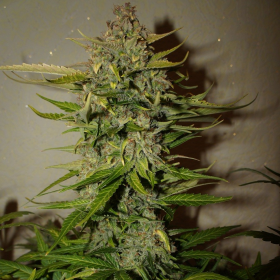 Green Crack | TanieSianie.pl