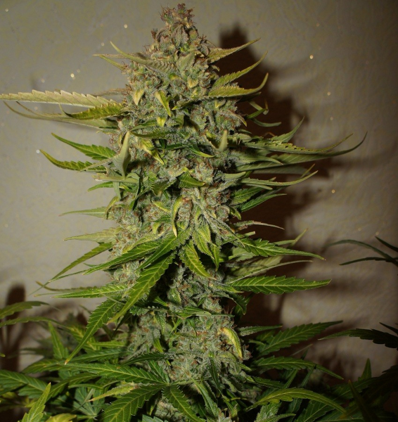 Green Crack | TanieSianie.pl