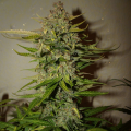 Green Crack