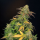 Mister Kush | TanieSianie.pl