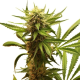 Northern Light - ROYAL QUEEN SEEDS | TanieSianie.pl