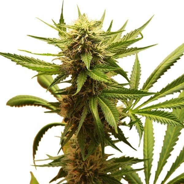 Northern Light - ROYAL QUEEN SEEDS | TanieSianie.pl