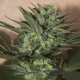 Great White Shark Auto | TanieSianie.pl