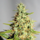 CBD Himalaya Gold (ODMIANA MEDYCZNA) | TanieSianie.pl