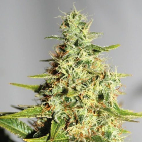 CBD Himalaya Gold (ODMIANA MEDYCZNA) | TanieSianie.pl