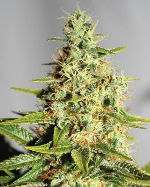 CBD Himalaya Gold (ODMIANA MEDYCZNA) | TanieSianie.pl