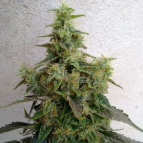 CBD NYC Diesel (ODMIANA MEDYCZNA) | TanieSianie.pl