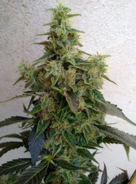CBD NYC Diesel (ODMIANA MEDYCZNA) | TanieSianie.pl