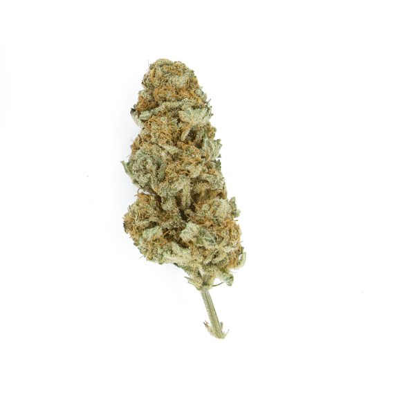 Northern Light - ROYAL QUEEN SEEDS | TanieSianie.pl