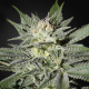 CBD Great White Shark (ODMIANA MEDYCZNA) | TanieSianie.pl