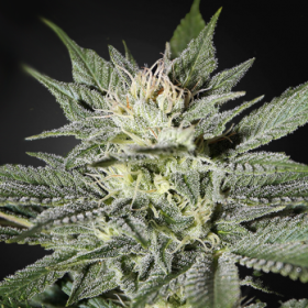 CBD Great White Shark (ODMIANA MEDYCZNA) | TanieSianie.pl