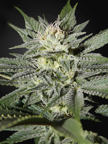 CBD Great White Shark (ODMIANA MEDYCZNA) | TanieSianie.pl