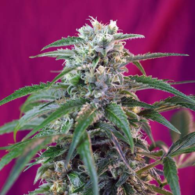 Green Poison Auto - SWEET SEEDS | TanieSianie.pl